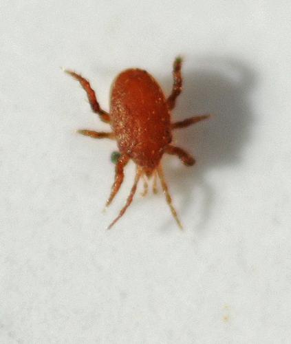 Macrocheles sp.